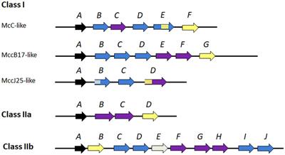 Bacteriocins to Thwart Bacterial Resistance in Gram Negative Bacteria